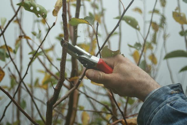 “Quel taglio di alberi è l’ennesimo scempio”. E il M5S si rivolge alla Corte dei Conti FOTO